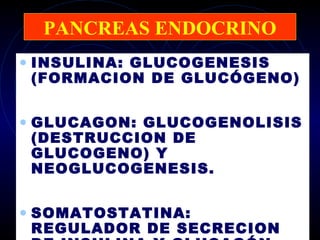 PANCREAS ENDOCRINO
• INSULINA: GLUCOGENESIS
 (FORMACION DE GLUCÓGENO)


• GLUCAGON: GLUCOGENOLISIS
 (DESTRUCCION DE
 GLUCOGENO) Y
 NEOGLUCOGENESIS.


• SOMATOSTATINA:
 REGULADOR DE SECRECION
 