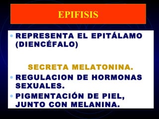 EPIFISIS

• REPRESENTA EL EPITÁLAMO
 (DIENCÉFALO)


     SECRETA MELATONINA.
• REGULACION DE HORMONAS
  SEXUALES.
• PIGMENTACIÓN DE PIEL,
  JUNTO CON MELANINA.
 