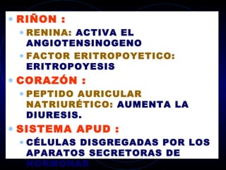 • RIÑON :
 • RENINA: ACTIVA EL
   ANGIOTENSINOGENO
 • FACTOR ERITROPOYETICO:
   ERITROPOYESIS
• CORAZÓN :
 • PEPTIDO AURICULAR
  NATRIURÉTICO: AUMENTA LA
  DIURESIS.
• SISTEMA APUD :
 • CÉLULAS DISGREGADAS POR LOS
  APARATOS SECRETORAS DE
  HORMONAS
 