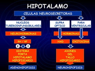 HIPOTALAMO
          CELULAS NEUROSECRETORAS

      NUCLEOS           SUPRA       PARA
TUBEROINFUNDIBULARES    OPTICO   VENTRICULAR


  NEUROHORMONAS             HORMONAS

      RH / RF             HAD       OXITOCINA
      E         I

     SISTEMA                  AXONES
      PORTA                     DEL
   HIPOTALAMO                  TALLO
   HIPOFISIARIO            HIPOFISIARIO

  ADENOHIPOFISIS          NEUROHIPOFISIS
 