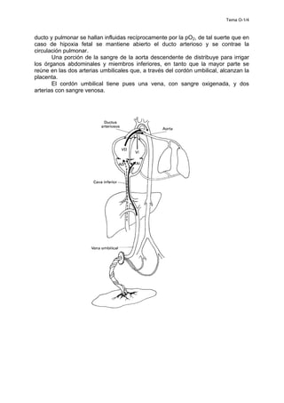 Tema O-1/4
ducto y pulmonar se hallan influidas recíprocamente por la pO2, de tal suerte que en
caso de hipoxia fetal se mantiene abierto el ducto arterioso y se contrae la
circulación pulmonar.
Una porción de la sangre de la aorta descendente de distribuye para irrigar
los órganos abdominales y miembros inferiores, en tanto que la mayor parte se
reúne en las dos arterias umbilicales que, a través del cordón umbilical, alcanzan la
placenta.
El cordón umbilical tiene pues una vena, con sangre oxigenada, y dos
arterias con sangre venosa.
 
