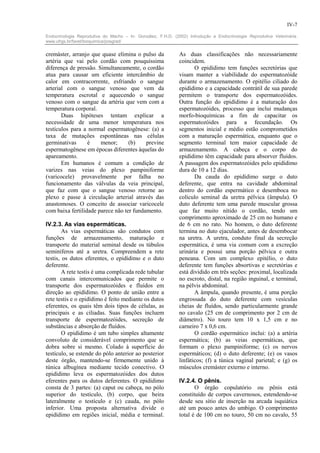 IV-7

Endocrinologia Reprodutiva do Macho – In: González, F.H.D. (2002) Introdução a Endocrinologia Reprodutiva Veterinária.
www.ufrgs.br/favet/bioquimica/posgrad/


cremáster, arranjo que quase elimina o pulso da               As duas classificações não necessariamente
artéria que vai pelo cordão com pouquíssima                   coincidem.
diferença de pressão. Simultaneamente, o cordão                      O epidídimo tem funções secretórias que
atua para causar um eficiente intercâmbio de                  visam manter a viabilidade do espermatozóide
calor em contracorrente, esfriando o sangue                   durante o armazenamento. O epitélio ciliado do
arterial com o sangue venoso que vem da                       epidídimo e a capacidade contrátil de sua parede
temperatura escrotal e aquecendo o sangue                     permitem o transporte dos espermatozóides.
venoso com o sangue da artéria que vem com a                  Outra função do epidídimo é a maturação dos
temperatura corporal.                                         espermatozóides, processo que inclui mudanças
       Duas hipóteses tentam explicar a                       morfo-bioquímicas a fim de capacitar os
necessidade de uma menor temperatura nos                      espermatozóides para a fecundação. Os
testículos para a normal espermatogênese: (a) a               segmentos inicial e médio estão comprometidos
taxa de mutações espontâneas nas células                      com a maturação espermática, enquanto que o
germinativas      é    menor;      (b)    previne             segmento terminal tem maior capacidade de
espermatogênese em épocas diferentes àquelas do               armazenamento. A cabeça e o corpo do
apareamento.                                                  epidídimo têm capacidade para absorver fluídos.
       Em humanos é comum a condição de                       A passagem dos espermatozóides pelo epidídimo
varizes nas veias do plexo pampiniforme                       dura de 10 a 12 dias.
(varicocele) provavelmente por falha no                              Da cauda do epidídimo surge o duto
funcionamento das válvulas da veia principal,                 deferente, que entra na cavidade abdominal
que faz com que o sangue venoso retorne ao                    dentro do cordão espermático e desemboca no
plexo e passe à circulação arterial através das               colículo seminal da uretra pélvica (âmpula). O
anastomoses. O conceito de associar varicocele                duto deferente tem uma parede muscular grossa
com baixa fertilidade parece não ter fundamento.              que faz muito nítido o cordão, tendo um
                                                              comprimento aproximado de 25 cm no humano e
IV.2.3. As vias espermáticas.                                 de 6 cm no rato. No homem, o duto deferente
        As vias espermáticas são condutos com                 termina no duto ejaculador, antes de desembocar
funções de armazenamento, maturação e                         na uretra. A uretra, conduto final da secreção
transporte do material seminal desde os túbulos               espermática, é uma via comum com a excreção
seminíferos até a uretra. Compreendem a rete                  urinária e possui uma porção pélvica e outra
testis, os dutos eferentes, o epidídimo e o duto              peneana. Com um complexo epitélio, o duto
deferente.                                                    deferente tem funções absortivas e secretórias e
        A rete testis é uma complicada rede tubular           está dividido em três seções: proximal, localizada
com canais intercomunicados que permite o                     no escroto, distal, na região inguinal, e terminal,
transporte dos espermatozóides e fluídos em                   na pélvis abdominal.
direção ao epidídimo. O ponto de união entre a                       A âmpula, quando presente, é uma porção
rete testis e o epidídimo é feito mediante os dutos           engrossada do duto deferente com vesículas
eferentes, os quais têm dois tipos de células, as             cheias de fluídos, sendo particularmente grande
principais e as ciliadas. Suas funções incluem                no cavalo (25 cm de comprimento por 2 cm de
transporte de espermatozóides, secreção de                    diâmetro). No touro tem 10 x 1,5 cm e no
substâncias e absorção de fluídos.                            carneiro 7 x 0,6 cm.
        O epidídimo é um tubo simples altamente                      O cordão espermático inclui: (a) a artéria
convoluto de considerável comprimento que se                  espermática; (b) as veias espermáticas, que
dobra sobre si mesmo. Colado à superfície do                  formam o plexo pampiniforme; (c) os nervos
testículo, se estende do pólo anterior ao posterior           espermáticos; (d) o duto deferente; (e) os vasos
deste órgão, mantendo-se firmemente unido à                   linfáticos; (f) a túnica vaginal parietal; e (g) os
túnica albugínea mediante tecido conectivo. O                 músculos cremáster externo e interno.
epidídimo leva os espermatozóides dos dutos
eferentes para os dutos deferentes. O epidídimo               IV.2.4. O pênis.
consta de 3 partes: (a) caput ou cabeça, no pólo                     O órgão copulatório ou pênis está
superior do testículo, (b) corpo, que beira                   constituído de corpos cavernosos, estendendo-se
lateralmente o testículo e (c) cauda, no pólo                 desde seu sítio de inserção na arcada isquiática
inferior. Uma proposta alternativa divide o                   até um pouco antes do umbigo. O comprimento
epidídimo em regiões inicial, média e terminal.               total é de 100 cm no touro, 50 cm no cavalo, 55
 