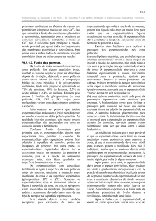 VI-3

Endocrinologia da Gestação e do Parto – In: González, F.H.D. (2002) Introdução a Endocrinologia Reprodutiva Veterinária.
www.ufrgs.br/favet/bioquimica/posgrad/


processos resultariam na abertura de canais que                espermatozóide que sofre a reação do acrossomo,
permitiriam o ingresso maciço de íons Ca2+, fato               porém esta ligação não deve ser muito forte para
que induziria a fusão das membranas plasmática                 evitar que os espermatozóides fiquem
e acrossômica, terminando com a exocitose do                   estacionados na zona pelúcida. O espermatozóide
conteúdo acrossômico. Entretanto, o fluxo de                   deve completar a reação do acrossomo antes de
Ca2+ não é suficiente para precipitar a reação,                terminar de penetrar a zona.
sendo provável que quase todos os componentes                          Existem duas hipóteses para explicar a
das membranas plasmática e acrossômica, bem                    passagem dos espermatozóides pela zona
como íons a ambos lados da membrana, estejam                   pelúcida:
envolvidos direta ou indiretamente na reação.                  (a) uma hipótese mecânica, que estabelece que as
                                                               enzimas acrossômicas teriam a única função de
VI.1.1.3. Fusão das gametas.                                   iniciar a reação do acrossomo, não tendo nada a
        Os óvulos de todos os mamíferos contém a               ver com a penetração do espermatozóide através
zona pelúcida. Em alguns ungulados (vaca,                      da zona. O espermatozóide atravessa a zona
ovelha) o cumulus oophorus pode ser descolado                  batendo vigorosamente a cauda, movimento
depois da ovulação, deixando a zona pelúcida                   essencial para a penetração, ajudado por
como única coberta do óvulo. A composição                      movimentos laterais e antero-posteriores da
básica da zona pelúcida é de glicoproteínas                    cabeça. O único propósito da reação acrossômica
sulfatadas, tendo uma proporção aproximada de                  seria expor a membrana interna do acrossomo
71% de proteínas, 19% de hexoses, 2,7% de                      (perforatorium); pareceria que o espermatozóide
ácido siálico e 2,4% de sulfatos. Existem pelo                 “corta” a zona em vez de dissolvê-la;
menos 3 famílias de glicoproteínas da zona                     (b) uma hipótese enzimática, onde cada passo da
pelúcida, ZP1, ZP2 e ZP3, cujos pesos                          penetração espermática seria mediado por
moleculares variam consideravelmente conforme                  enzimas. A hialuronidase serve para facilitar a
a espécie.                                                     passagem pelo cumulus, ao passo que outras
        Anteriormente se pensava que muitos                    enzimas atuam na adesão do espermatozóide na
espermatozóides rodeavam o óvulo para dispersar                zona. A acrosina hidrolisa glicoproteínas para
o cumulus e assim um deles poderia penetrar. Na                amaciar a zona. A hialuronidase facilita mas não
realidade isto não acontece, pois muito poucos                 é essencial para a penetração do espermatozóide
espermatozóides são encontrados em volta do                    através do cumulus, servindo apenas como
cumulus durante a fertilização.                                lubrificante, uma vez que atua sobre o ácido
        Conforme Austin demonstrou pela                        hialurônico.
primeira vez, os espermatozóides devem estar                           As evidências indicam que o mais provável
capacitados para penetrar o cumulus. Os                        é que os espermatozóides usem tanto os meios
espermatozóides não capacitados podem ficar                    mecânicos como enzimáticos para penetrar a
aderidos à superfície do cumulus, porém são                    zona, já que o espermatozóide deve estar mótil
incapazes de penetrar. Por outra parte, os                     para avançar, porém a motilidade forte não é
espermatozóides capacitados devem ter o                        suficiente, sendo que as enzimas devem abrir
acrossomo intacto no momento de penetrar o                     caminho para os espermatozóides avançarem. A
cumulus, pois se a reação do acrossomo                         passagem do espermatozóide através da zona é
acontecer antes, eles ficam grudados na                        muito rápida, por volta de alguns minutos.
superfície do cumulus sem avançar.                                     Após passar pela zona, o espermatozóide
        Os espermatozóides com capacidade                      deve cruzar o espaço perivitelino, ficar grudado
fertilizante se ligam à superfície da zona pelúcida            no vitelo e gradualmente incorporar-se a ele. A
antes de penetrar, mediante a interação entre                  porção da membrana plasmática localizada acima
moléculas da zona e da superfície espermática                  do segmento equatorial do espermatozóide se une
(glicoproteínas ZP2 e ZP3). Somente os                         com a membrana plasmática do óvulo somente
espermatozóides com o acrossomo intacto se                     após concluir a reação do acrossomo, sendo que o
ligam à superfície da zona, ou seja, os receptores             espermatozóide intacto não pode ligar-se ao
estão localizados na membrana plasmática que                   vitelo. A membrana espermática se torna parte da
rodeia o acrossomo, devendo haver mais de um                   membrana plasmática do óvulo durante a
tipo de receptor na superfície espermática.                    fertilização, estabelecendo uma fusão.
        Sem dúvida devem existir também                                Após a fusão com o espermatozóide, o
receptores para elementos da zona no                           óvulo até então quiescente, inicia uma série de
 