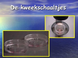 De kweekschaaltjesDe kweekschaaltjes
 