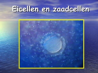 Eicellen en zaadcellenEicellen en zaadcellen
 