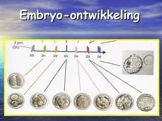 Embryo-ontwikkelingEmbryo-ontwikkeling
 