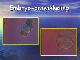 Embryo-ontwikkelingEmbryo-ontwikkeling
 