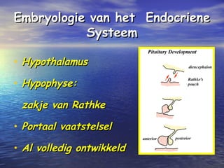 Embryologie van het EndocrieneEmbryologie van het Endocriene
SysteemSysteem
• HypothalamusHypothalamus
• Hypophyse:Hypophyse:
zakje van Rathkezakje van Rathke
• Portaal vaatstelselPortaal vaatstelsel
• Al volledig ontwikkeldAl volledig ontwikkeld
 