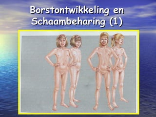 Borstontwikkeling enBorstontwikkeling en
Schaambeharing (1)Schaambeharing (1)
 