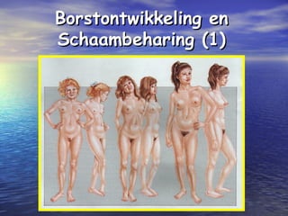 Borstontwikkeling enBorstontwikkeling en
Schaambeharing (1)Schaambeharing (1)
 