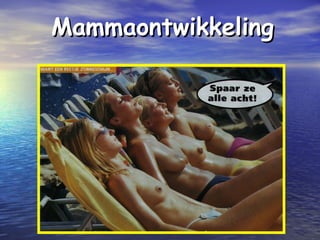 MammaontwikkelingMammaontwikkeling
 