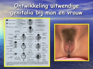Ontwikkeling uitwendigeOntwikkeling uitwendige
genitalia bij man en vrouwgenitalia bij man en vrouw
 