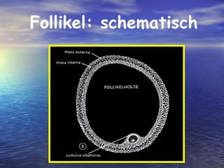 Follikel: schematisch
 