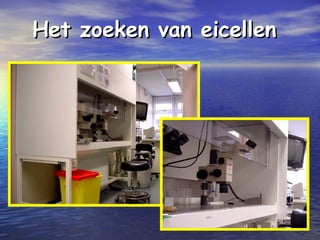 Het zoeken van eicellenHet zoeken van eicellen
 