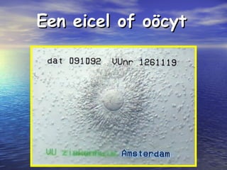 Een eicel of oöcytEen eicel of oöcyt
 