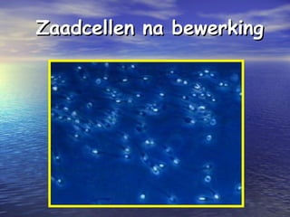 Zaadcellen na bewerkingZaadcellen na bewerking
 