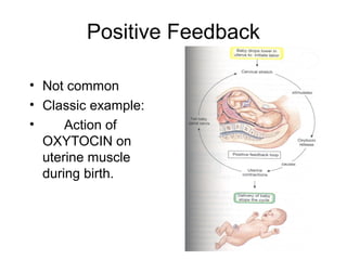Positive Feedback
• Not common
• Classic example:
• Action of
OXYTOCIN on
uterine muscle
during birth.
 