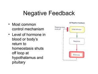Negative Feedback
• Most common
control mechanism
• Level of hormone in
blood or body’s
return to
homeostasis shuts
off loop at
hypothalamus and
pituitary
 