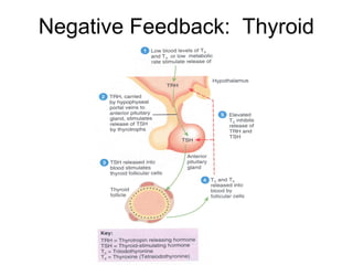 Negative Feedback: Thyroid
 
