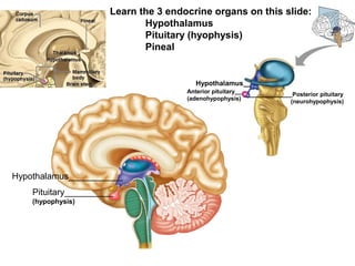 Pituitary__________
(hypophysis)
Hypothalamus___________
Hypothalamus__
Anterior pituitary__
(adenohypophysis)
_____________Posterior pituitary
(neurohypophysis)
Learn the 3 endocrine organs on this slide:
Hypothalamus
Pituitary (hyophysis)
Pineal
 