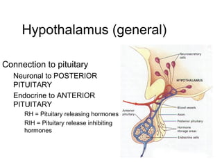 Hypothalamus (general)
Connection to pituitary
Neuronal to POSTERIOR
PITUITARY
Endocrine to ANTERIOR
PITUITARY
RH = Pituitary releasing hormones
RIH = Pituitary release inhibiting
hormones
 