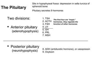 Two divisions:
 Anterior pituitary
(adenohypophysis)
 Posterior pituitary
(neurohypophysis)
Sits in hypophyseal fossa: depression in sella turcica of
sphenoid bone
Pituitary secretes 9 hormones
The Pituitary
1. TSH
2. ACTH
3. FSH
4. LH
5. GH
6. PRL
7. MSH
8. ADH (antidiuretic hormone), or vasopressin
9. Oxytocin
_________________________________________________________________
The first four are “tropic”
hormones, they regulate the
function of other hormones
________
 