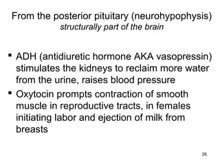 26
From the posterior pituitary (neurohypophysis)
structurally part of the brain
 ADH (antidiuretic hormone AKA vasopressin)
stimulates the kidneys to reclaim more water
from the urine, raises blood pressure
 Oxytocin prompts contraction of smooth
muscle in reproductive tracts, in females
initiating labor and ejection of milk from
breasts
 