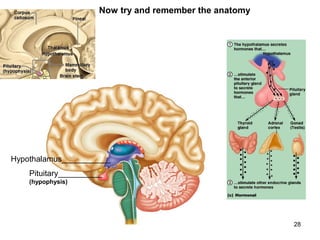 28
Pituitary__________
(hypophysis)
Hypothalamus___________
Now try and remember the anatomy
 