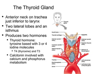 29
The Thyroid Gland
 Anterior neck on trachea
just inferior to larynx
 Two lateral lobes and an
isthmus
 Produces two hormones
 Thyroid hormone:
tyrosine based with 3 or 4
iodine molecules
 T4 (thyroxine) and T3
 Calcitonin involved with
calcium and phosphorus
metabolism
 