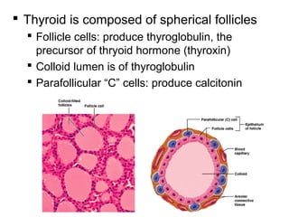 30
 Thyroid is composed of spherical follicles
 Follicle cells: produce thyroglobulin, the
precursor of thryoid hormone (thyroxin)
 Colloid lumen is of thyroglobulin
 Parafollicular “C” cells: produce calcitonin
 