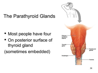 36
The Parathyroid Glands
 Most people have four
 On posterior surface of
thyroid gland
(sometimes embedded)
 
