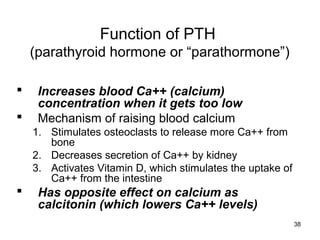 38
Function of PTH
(parathyroid hormone or “parathormone”)
 Increases blood Ca++ (calcium)
concentration when it gets too low
 Mechanism of raising blood calcium
1. Stimulates osteoclasts to release more Ca++ from
bone
2. Decreases secretion of Ca++ by kidney
3. Activates Vitamin D, which stimulates the uptake of
Ca++ from the intestine
 Has opposite effect on calcium as
calcitonin (which lowers Ca++ levels)
 