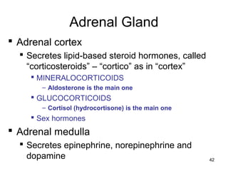 42
Adrenal Gland
 Adrenal cortex
 Secretes lipid-based steroid hormones, called
“corticosteroids” – “cortico” as in “cortex”
 MINERALOCORTICOIDS
– Aldosterone is the main one
 GLUCOCORTICOIDS
– Cortisol (hydrocortisone) is the main one
 Sex hormones
 Adrenal medulla
 Secretes epinephrine, norepinephrine and
dopamine
 