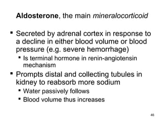 46
Aldosterone, the main mineralocorticoid
 Secreted by adrenal cortex in response to
a decline in either blood volume or blood
pressure (e.g. severe hemorrhage)
 Is terminal hormone in renin-angiotensin
mechanism
 Prompts distal and collecting tubules in
kidney to reabsorb more sodium
 Water passively follows
 Blood volume thus increases
 