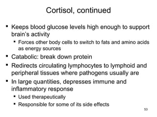 53
Cortisol, continued
 Keeps blood glucose levels high enough to support
brain’s activity
 Forces other body cells to switch to fats and amino acids
as energy sources
 Catabolic: break down protein
 Redirects circulating lymphocytes to lymphoid and
peripheral tissues where pathogens usually are
 In large quantities, depresses immune and
inflammatory response
 Used therapeutically
 Responsible for some of its side effects
 