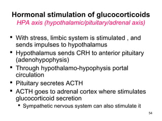 54
Hormonal stimulation of glucocorticoids
HPA axis (hypothalamic/pituitary/adrenal axis)
 With stress, limbic system is stimulated , and
sends impulses to hypothalamus
 Hypothalamus sends CRH to anterior pituitary
(adenohypophysis)
 Through hypothalamo-hypophysis portal
circulation
 Pituitary secretes ACTH
 ACTH goes to adrenal cortex where stimulates
glucocorticoid secretion
 Sympathetic nervous system can also stimulate it
 