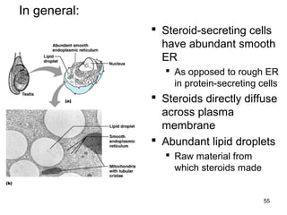 55
 Steroid-secreting cells
have abundant smooth
ER
 As opposed to rough ER
in protein-secreting cells
 Steroids directly diffuse
across plasma
membrane
 Abundant lipid droplets
 Raw material from
which steroids made
In general:
 