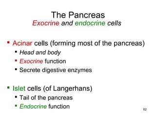 62
The Pancreas
Exocrine and endocrine cells
 Acinar cells (forming most of the pancreas)
 Head and body
 Exocrine function
 Secrete digestive enzymes
 Islet cells (of Langerhans)
 Tail of the pancreas
 Endocrine function
 