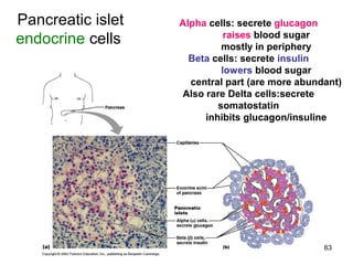 63
Pancreatic islet
endocrine cells
Alpha cells: secrete glucagon
raises blood sugar
mostly in periphery
Beta cells: secrete insulin
lowers blood sugar
central part (are more abundant)
Also rare Delta cells:secrete
somatostatin
inhibits glucagon/insuline
 