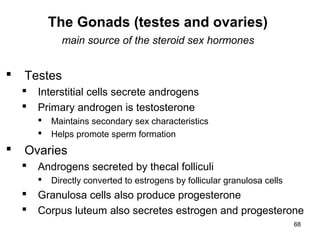 68
The Gonads (testes and ovaries)
main source of the steroid sex hormones
 Testes
 Interstitial cells secrete androgens
 Primary androgen is testosterone
 Maintains secondary sex characteristics
 Helps promote sperm formation
 Ovaries
 Androgens secreted by thecal folliculi
 Directly converted to estrogens by follicular granulosa cells
 Granulosa cells also produce progesterone
 Corpus luteum also secretes estrogen and progesterone
 