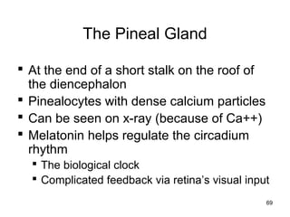69
The Pineal Gland
 At the end of a short stalk on the roof of
the diencephalon
 Pinealocytes with dense calcium particles
 Can be seen on x-ray (because of Ca++)
 Melatonin helps regulate the circadium
rhythm
 The biological clock
 Complicated feedback via retina’s visual input
 