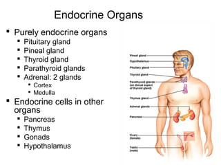 7
Endocrine Organs
 Purely endocrine organs
 Pituitary gland
 Pineal gland
 Thyroid gland
 Parathyroid glands
 Adrenal: 2 glands
 Cortex
 Medulla
 Endocrine cells in other
organs
 Pancreas
 Thymus
 Gonads
 Hypothalamus
 