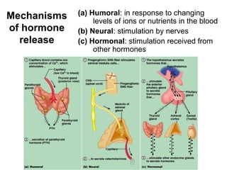 Mechanisms
of hormone
release
(a) Humoral: in response to changing
levels of ions or nutrients in the blood
(b) Neural: stimulation by nerves
(c) Hormonal: stimulation received from
other hormones
 