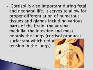  Cortisol is also important during fetal
and neonatal life. It serves to allow for
proper differentiation of numerous
tissues and glands including various
parts of the brain, the adrenal
medulla, the intestine and most
notably the lungs (cortisol produces
surfactant which reduces surface
tension in the lungs).
 