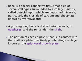  Bone is a special connective tissue made up of
several cell types surrounded by a collagen matrix,
called osteoid, upon which are deposited minerals,
particularly the crystals of calcium and phosphate
known as hydroxyapatite.
 A growing long bone is divided into the ends, or
epiphyses, and the remainder, the shaft.
 The portion of each epiphysis that is in contact with
the shaft is a plate of actively proliferating cartilage,
known as the epiphyseal growth plate.
 