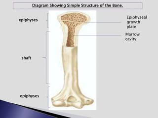 epiphyses
shaft
epiphyses
Epiphyseal
growth
plate
Marrow
cavity
Diagram Showing Simple Structure of the Bone.
 