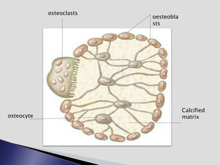 oesteobla
sts
osteoclasts
osteocyte
Calcified
matrix
 