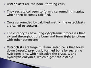  Osteoblasts are the bone-forming cells.
 They secrete collagen to form a surrounding matrix,
which then becomes calcified.
 Once surrounded by calcified matrix, the osteoblasts
are called osteocytes.
 The osteocytes have long cytoplasmic processes that
extend throughout the bone and form tight junctions
with other osteocytes.
 Osteoclasts are large multinucleated cells that break
down (resorb) previously formed bone by secreting
hydrogen ions, which dissolve the crystals, and
hydrolytic enzymes, which digest the osteoid.
 