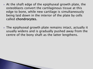  At the shaft edge of the epiphyseal growth plate, the
osteoblasts convert the cartilaginous tissue at this
edge to bone, while new cartilage is simultaneously
being laid down in the interior of the plate by cells
called chondrocytes.
 The epiphyseal growth plate remains intact, actually it
usually widens and is gradually pushed away from the
centre of the bony shaft as the latter lengthens.
 