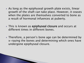  As long as the epiphyseal growth plate exists, linear
growth of the shaft can take place. However, it ceases
when the plates are themselves converted to bone as
a result of hormonal infuences at puberty.
 This is known as epiphyseal closure and occurs at
different times in different bones.
 Therefore, a person’s bone age can be determined by
x-raying the bones and determining which ones have
undergone epiphyseal closure.
 
